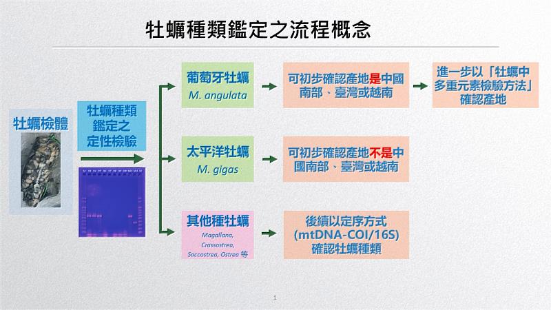 牡蠣種類鑑定之流程概念