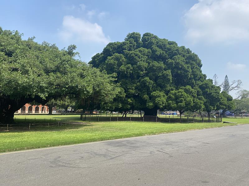 吳治達團隊研究綠地與自殺率的關係，刊登在全球都市研究領域排名第一的期刊上，圖為成大著名的榕園，常吸引許多民眾接近