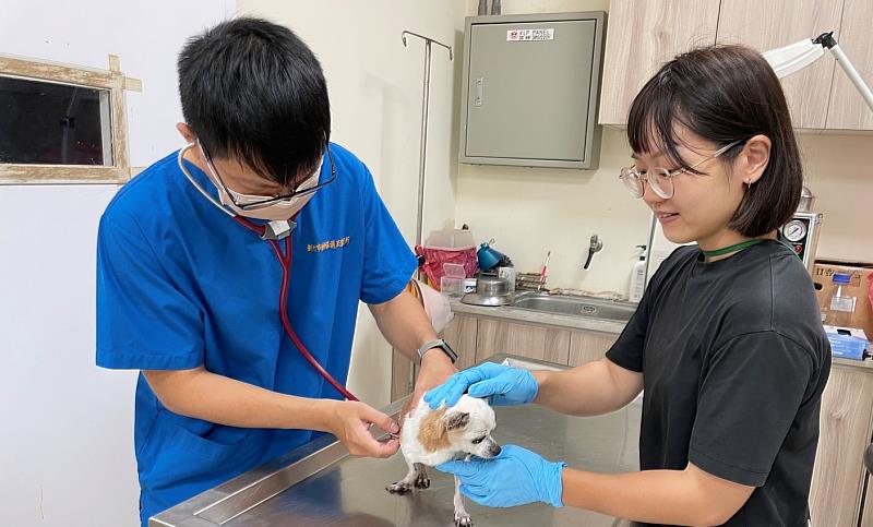 即日起至12/8，認養犬貓竹市加碼健檢補助最高3000元