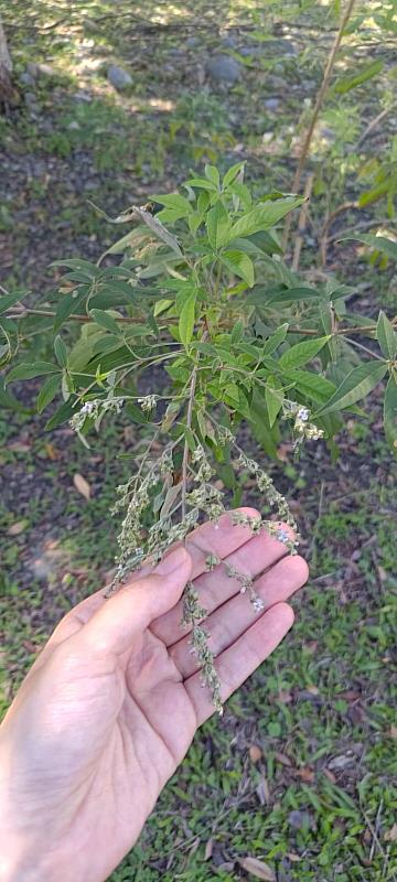 黃荊是馬鞭草科杜荊屬植物，枝葉具香氣，多元用途。