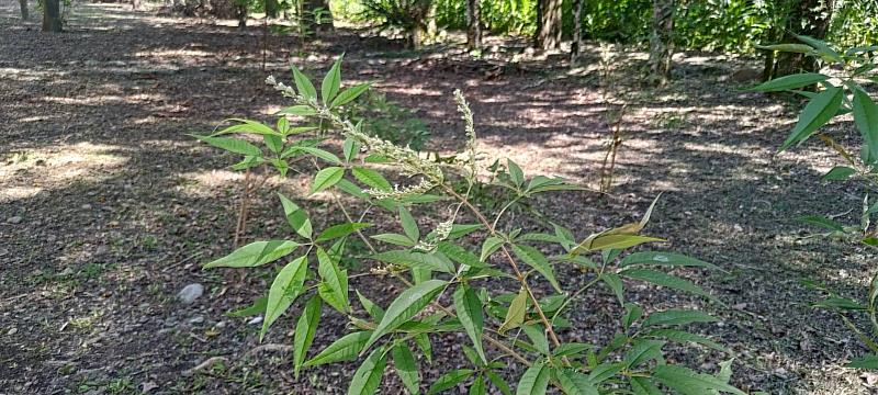 南華林業園區內種植的黃荊植物