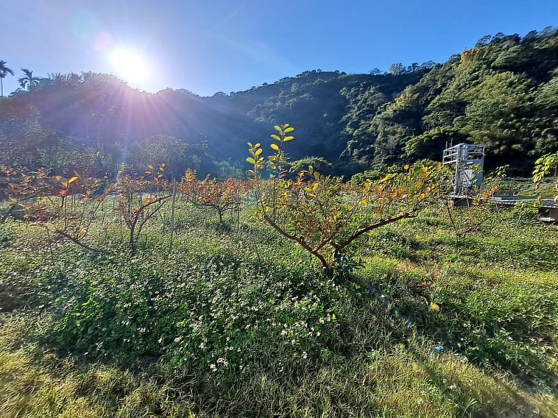 本分署輔導台中市東勢區農友營造友善石虎棲地，通過友善石虎農作標章的田區現況