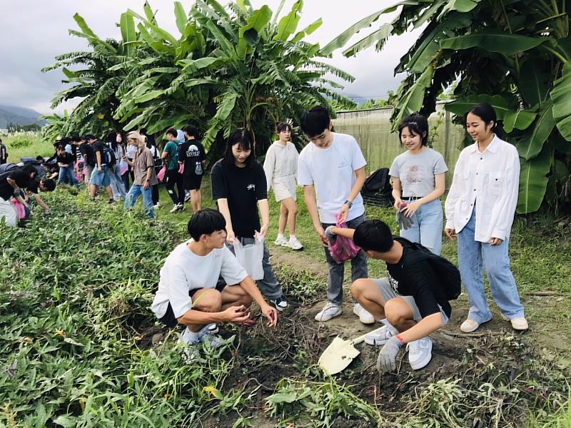 同學在地瓜田挖出栗子地瓜。