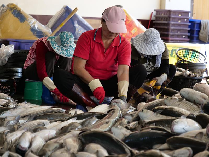 烏魚產業為新竹縣的特色伴手禮之一，11日將舉辦112年新竹縣烏魚產業文化推廣活動。