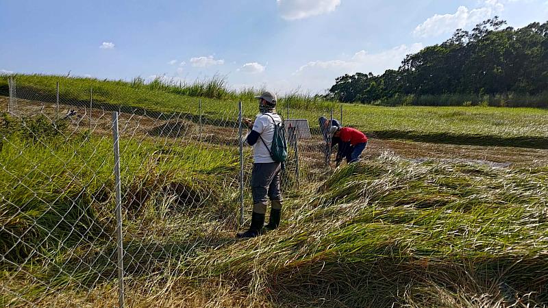 林業保育署嘉義分署獲報迅速會同畜產試驗所、臺南市野生動物保育學會進行圍網工作