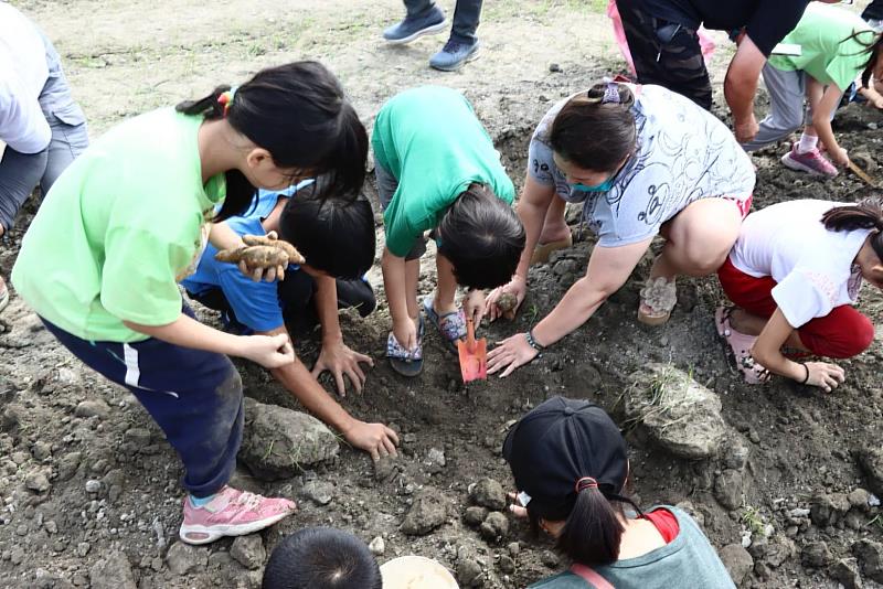 屏北農再控土窯親子一同挖地瓜