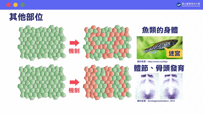 數位課程畫面：花豹與神仙魚都用的化妝品牌-圖靈紋