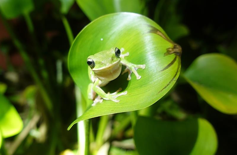 諸羅樹蛙-林業及自然保育署 提供