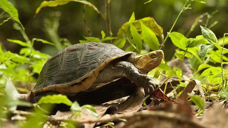 食蛇龜-林業及自然保育署 提供