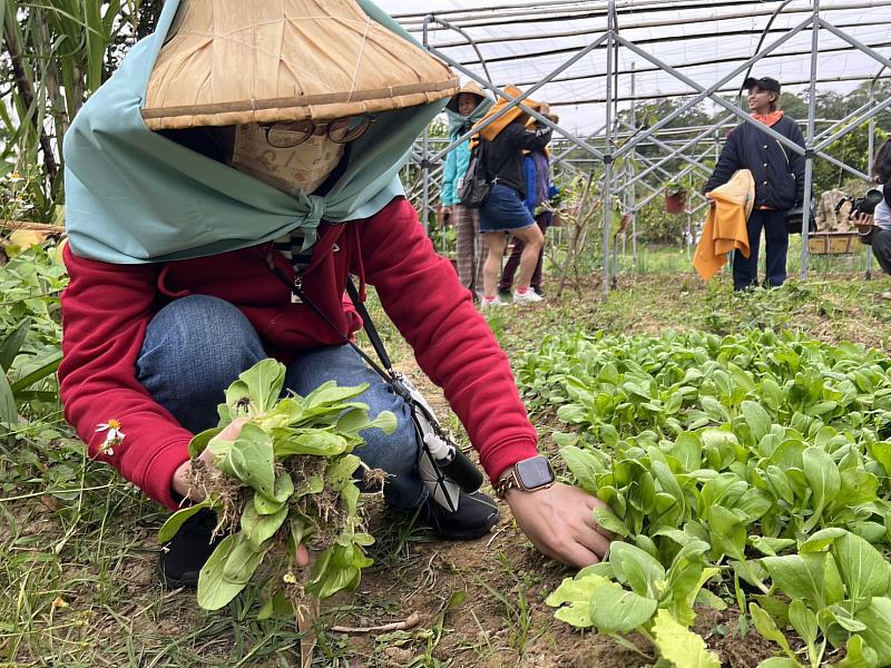 圖2.一日小農體驗現採蔬菜