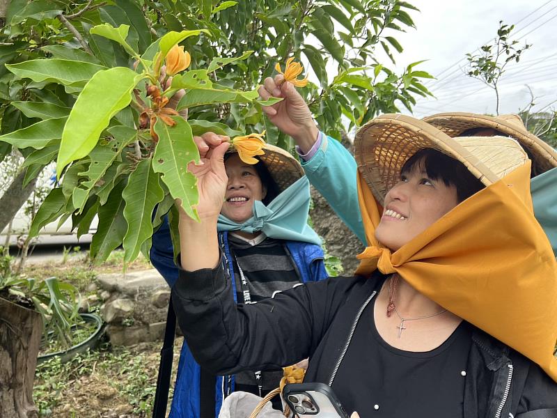 圖1.一日小農體驗採摘玉蘭花