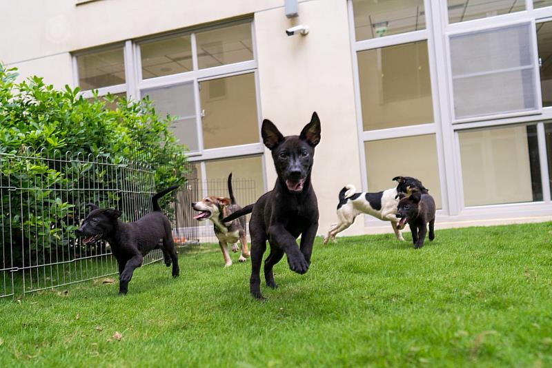 圖3.竹市動物保護教育園區，提供中途貓狗良好的的居住環境