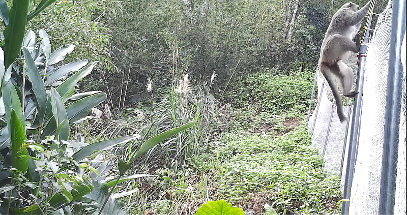 電牧器圍網不會危及動物生命，僅有驚嚇驅趕之效