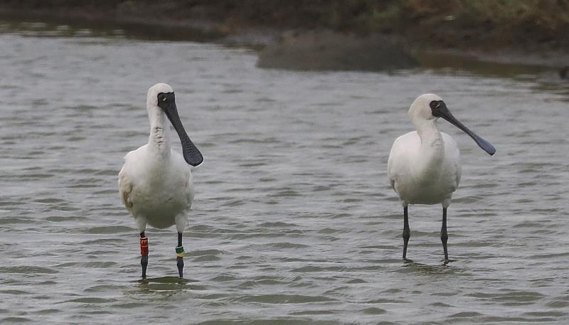 秋冬賞鳥季 嘉義縣沿海濕地生意盎然-3