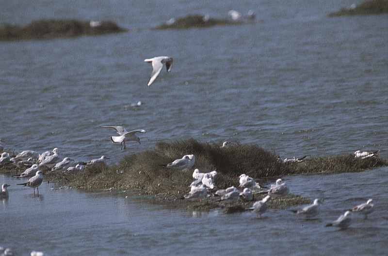 秋冬賞鳥季 嘉義縣沿海濕地生意盎然-2