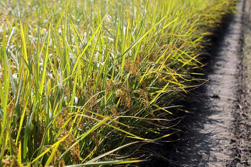 金黃稻穗熟成 菁埔師生食農教育收割稻米