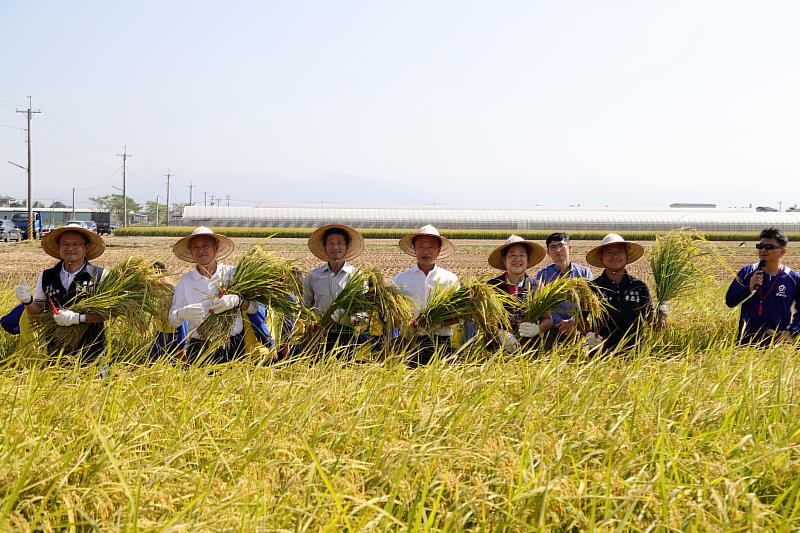 金黃稻穗熟成 菁埔師生食農教育收割稻米
