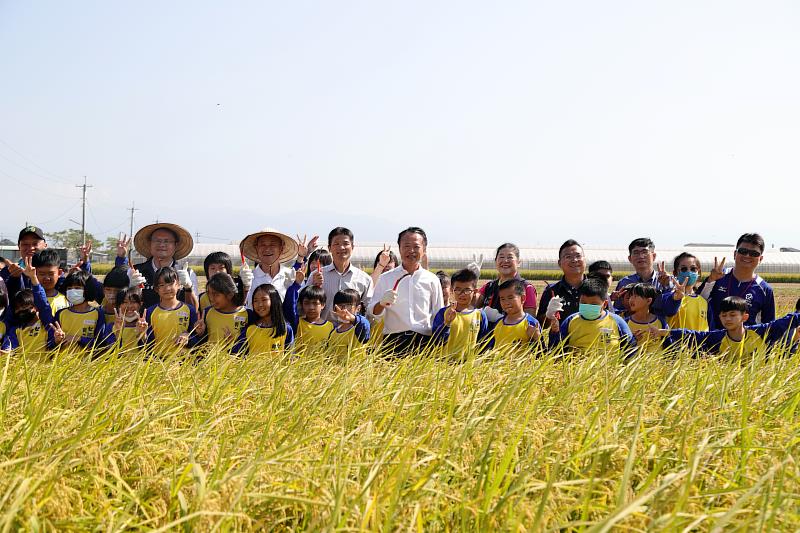 金黃稻穗熟成 菁埔師生食農教育收割稻米