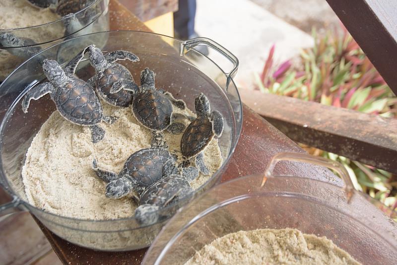 環灘島上進行海龜復育，已有不錯成果。