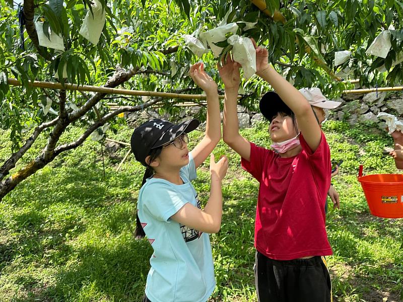 玉峰國小教學團隊讓學童透過樂桃（PEACH）五大課程了解部落文化與產業。