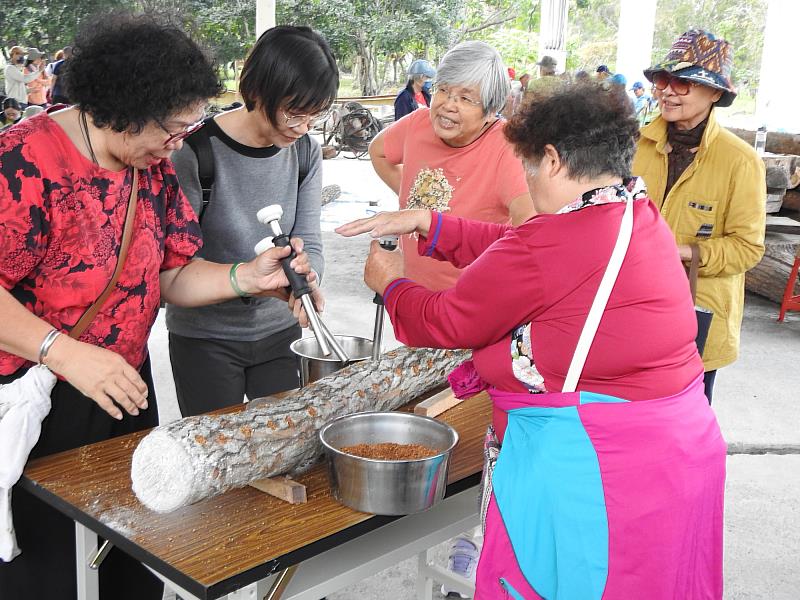 農業部林業及自然保育署花蓮分署在南華林業園區舉辦培植段木香菇與黑木耳的體驗活動，參與學員正在體驗植菌。