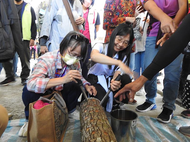 農業部林業及自然保育署花蓮分署在南華林業園區舉辦培植段木香菇與黑木耳的體驗活動，參與學員正在體驗植菌。