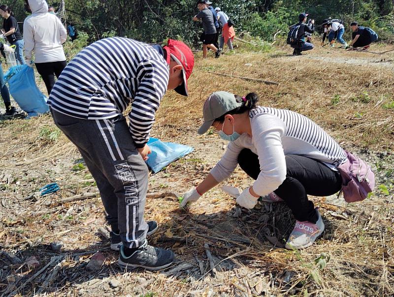 挖除銀合歡幼苗1