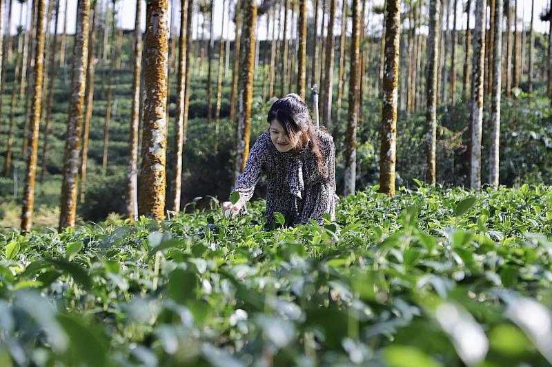 茶旅行！梅山太興村竹筒烤茶香氣四溢