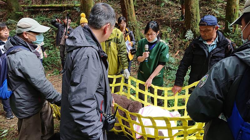 獸醫提醒使用搬運網運送臺灣黑熊時應注意兩側平衡.jpg