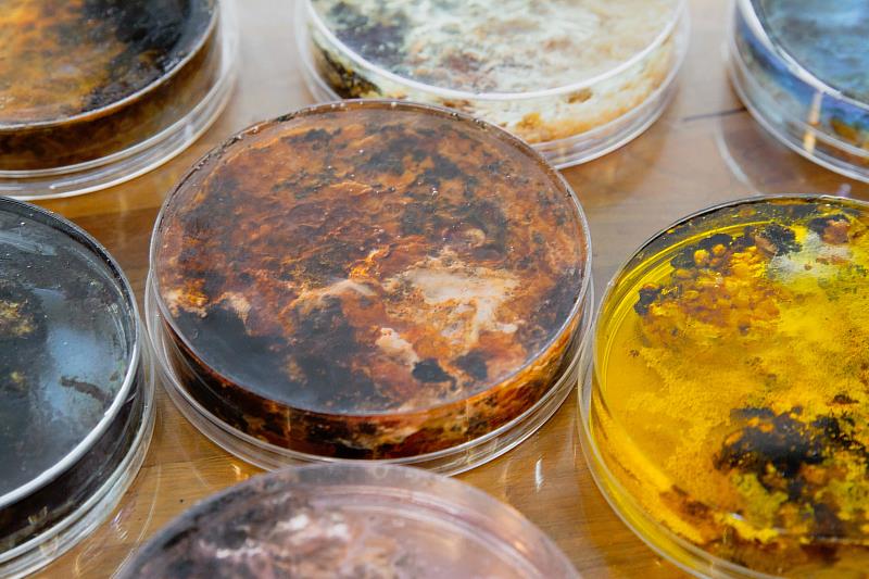 「誰來晚餐？」以「黴菌」為創作素材，將新穎的「生物藝術」概念帶進美術課。