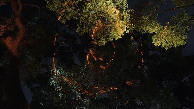 藝術家張方禹結合雷射藝術投影，猶如賦予百年樟樹新的活力