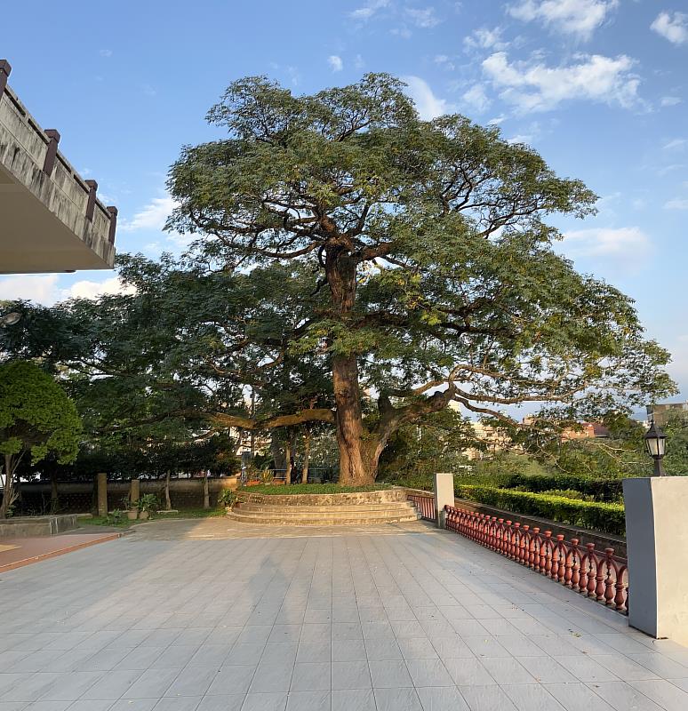 關西鎮圖書館苦楝