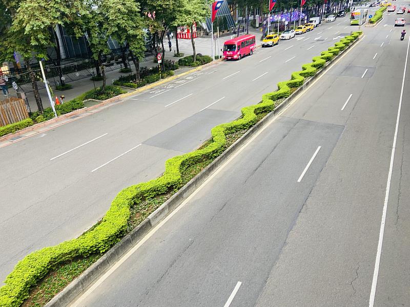 板橋新站路草花海棠妝點街景