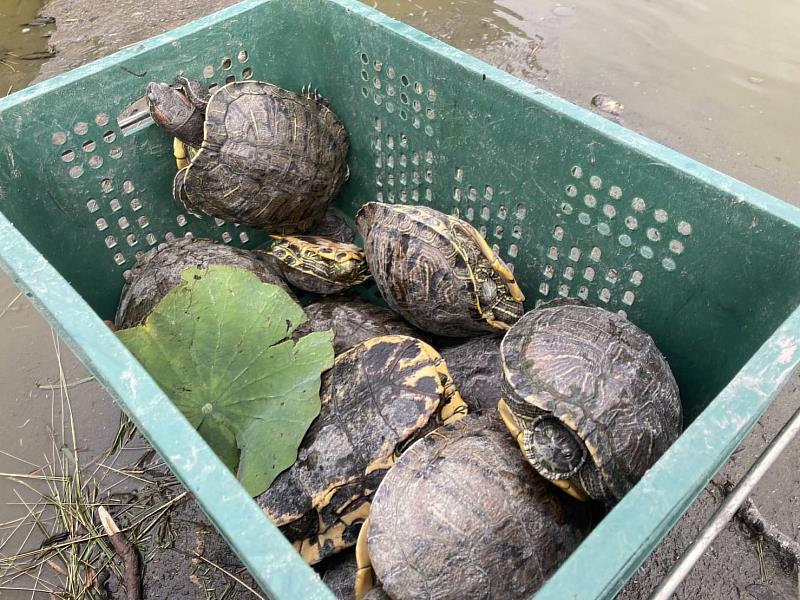 台東森林公園景觀改造工程 辦理生態檢核 落實保護本土原生物種