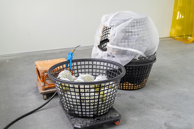 鳳梨釋迦品質革命  每位業者都是品質的守門人！饒慶鈴:呼籲業者落實品管  縣府將嚴謹查核