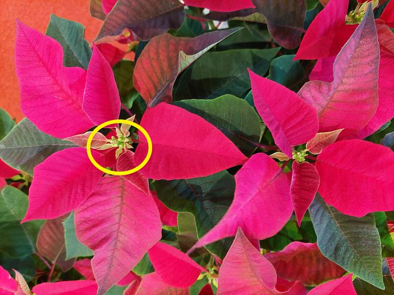 聖誕「紅」指的是被稱為「苞葉」的葉子，而不是花瓣，真正的花是在苞葉中心的小芽狀部分(黃圈處)