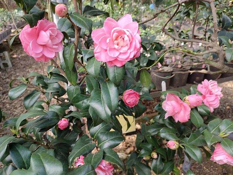 茶花品種：津川絞