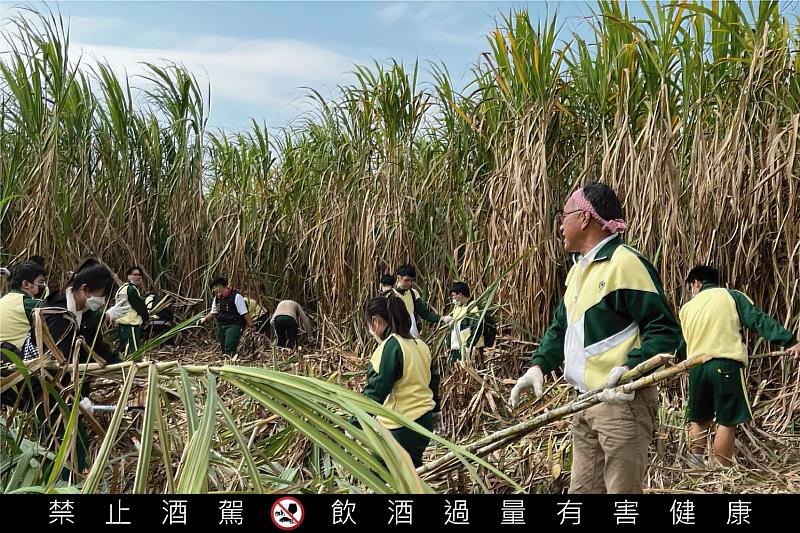 高餐大陳千浩老師帶領學生到甘蔗田採收