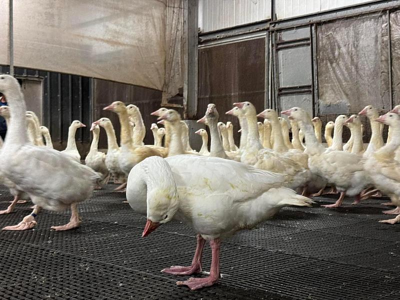 種鵝感染禽流感 主動通報完成撲殺