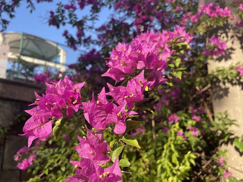 九重葛主要花季是秋天至隔年的春天