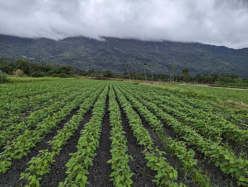 種植大豆可省水固氮，提高國內糧食自給率