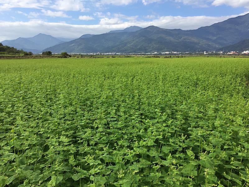 輪作蕎麥、大豆增進土壤肥力，減少農藥施用，降低生產成本