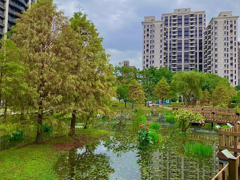 新莊頭前運動公園橫跨湖面的木棧道被落羽松包圍，在秋冬時節換上繽紛的色彩