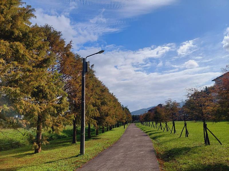 賞落羽松必推新北貢寮環保公園，數百棵一字排開的落羽松，襯著遠方青山與藍天，彷彿踏入油畫中