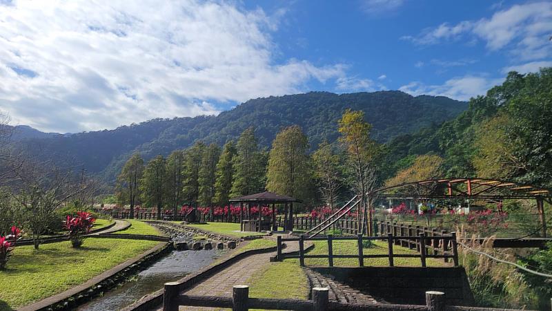 坪林九芎親水公園一整排高大的落羽松,在寒流催化下將交織成一片橙黃紅漸層美景