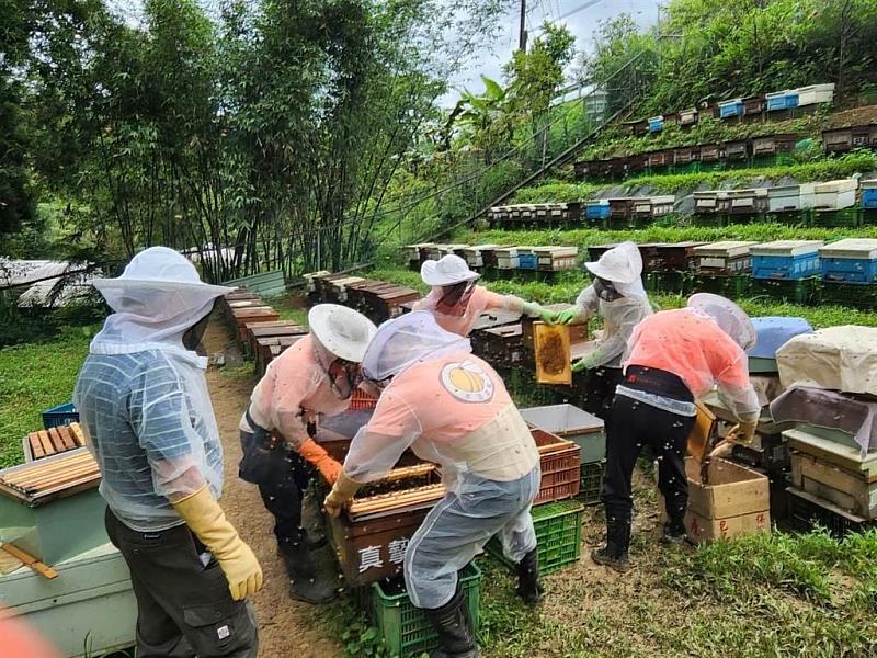 紫東社區可體驗採蜜還能品嘗新鮮蜂蜜。