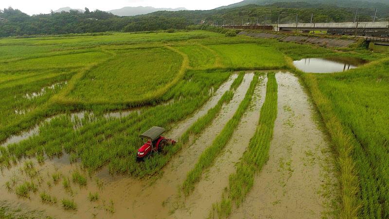 新北農業局已持續4年在田寮洋為水鳥提早翻犁蓄水