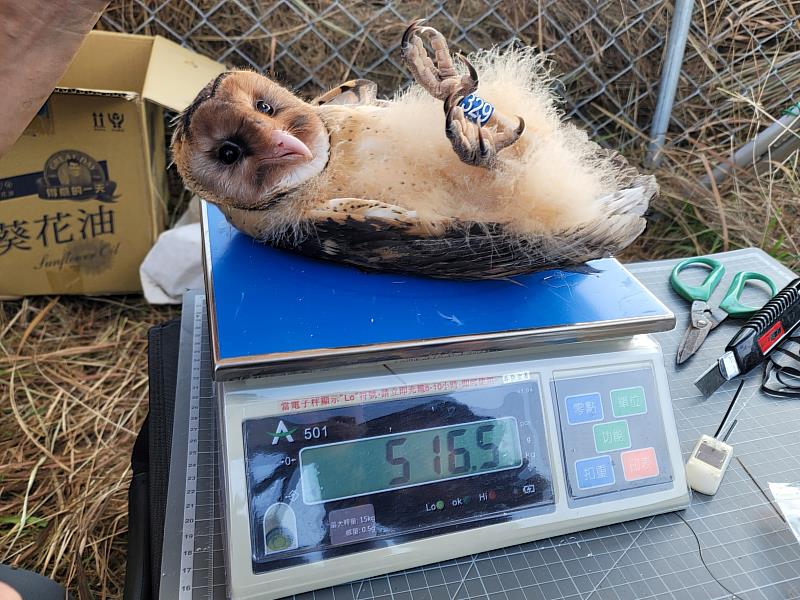 臺南市野生動物保育學會研究人員趁雛鳥即將離巢前替雛鳥量測形質並上腳環、發報器(臺南市野生動物保育學會提供)