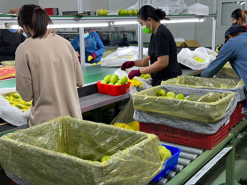 蜜棗進行低溫處理準備銷日本_集貨整理