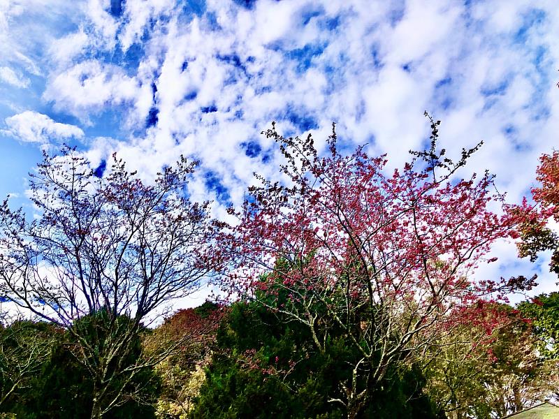 大雪山收費站山櫻花綻放